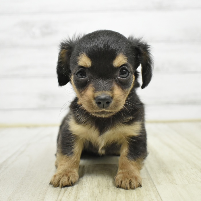 石川県のチワックス(チワワ×ダックス) (犬の家＆猫の里アミーゴ金沢おこばた店/2026年3月30日生まれ/女の子/ブラックタンホワイト)の子犬