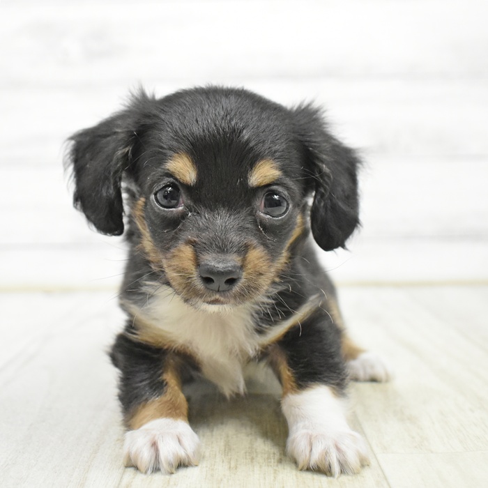 愛知県のチワックス(チワワ×ダックス) (犬の家＆猫の里安城店/2026年3月30日生まれ/男の子/ブラックタンホワイト)の子犬