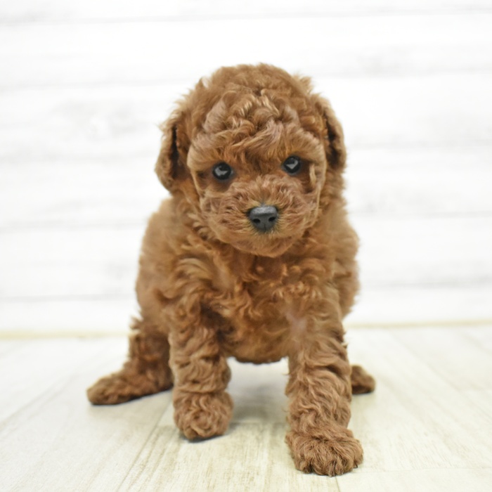 千葉県のトイプードル(トイ) (犬の家＆猫の里BIGHOPガーデンモール印西店/2026年3月31日生まれ/女の子/レッド)の子犬