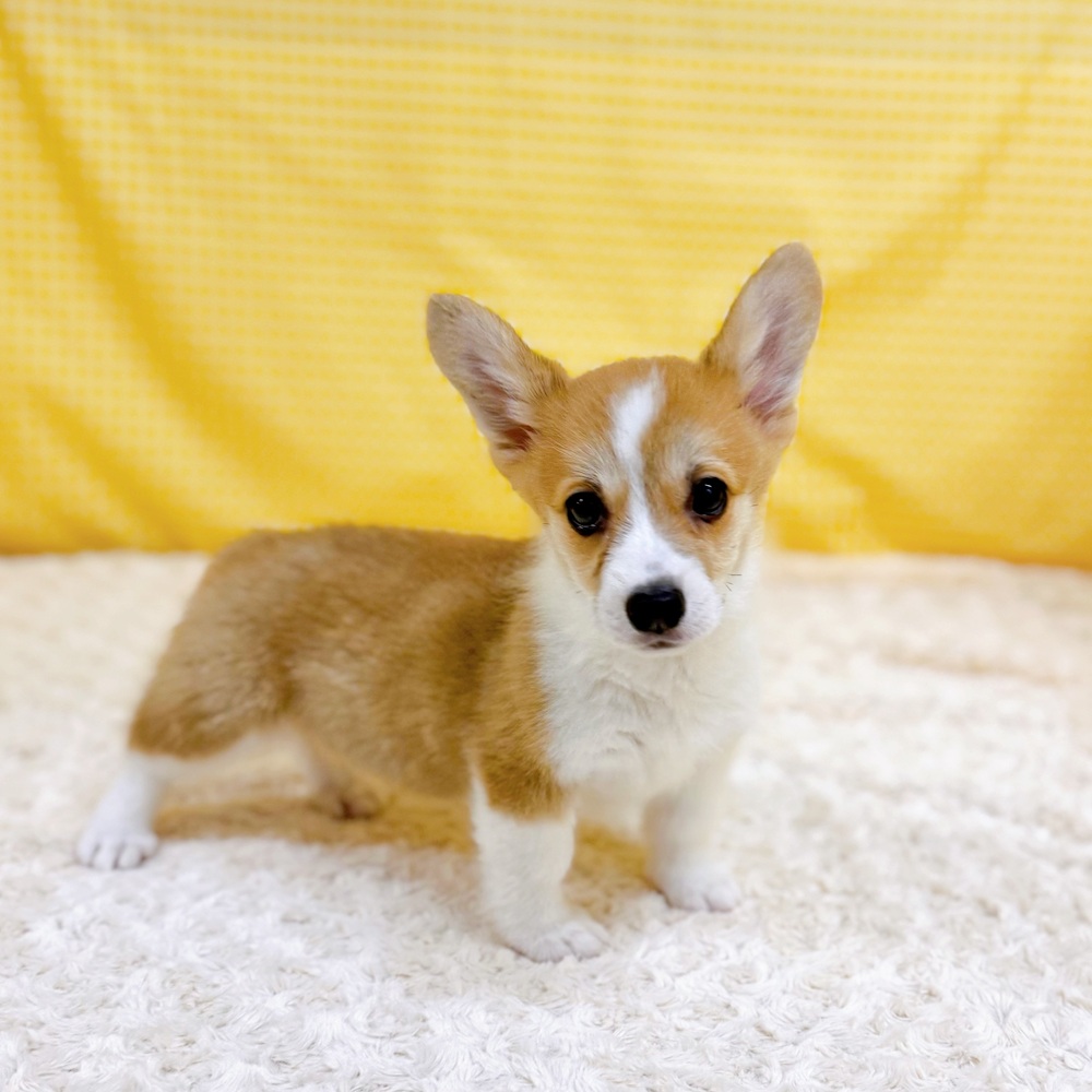 愛知県のウェルシュコーギーペンブローク (犬の家＆猫の里一宮店/2026年3月30日生まれ/女の子/レッドホワイト)の子犬の1枚目の画像