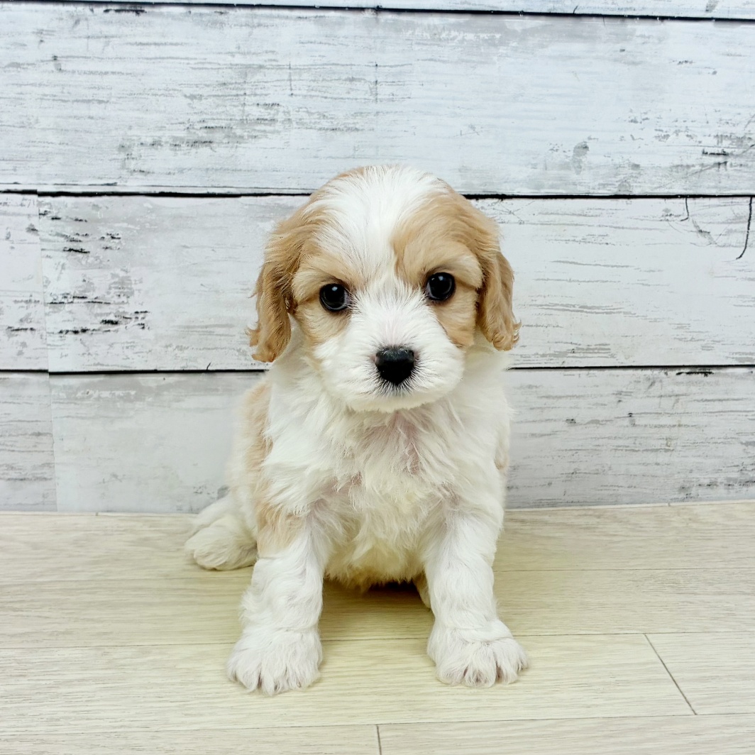滋賀県のハーフ犬・ミックス犬 (犬の家＆猫の里近江八幡店/2026年3月31日生まれ/男の子/ホワイトクリーム)の子犬