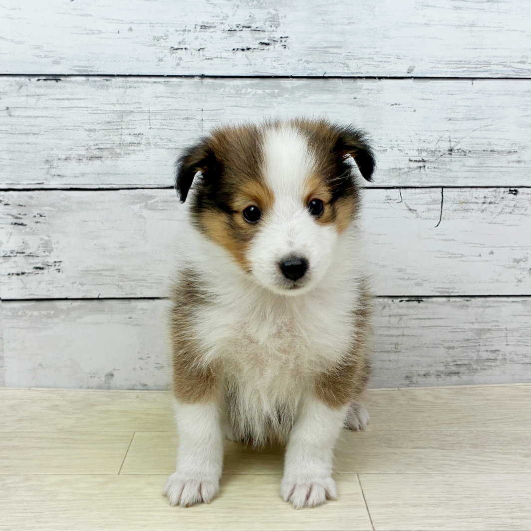 大阪府のシェットランドシープドッグ (犬の家＆猫の里そよら東岸和田店/2026年4月2日生まれ/女の子/セーブルホワイト)の子犬の4枚目の画像