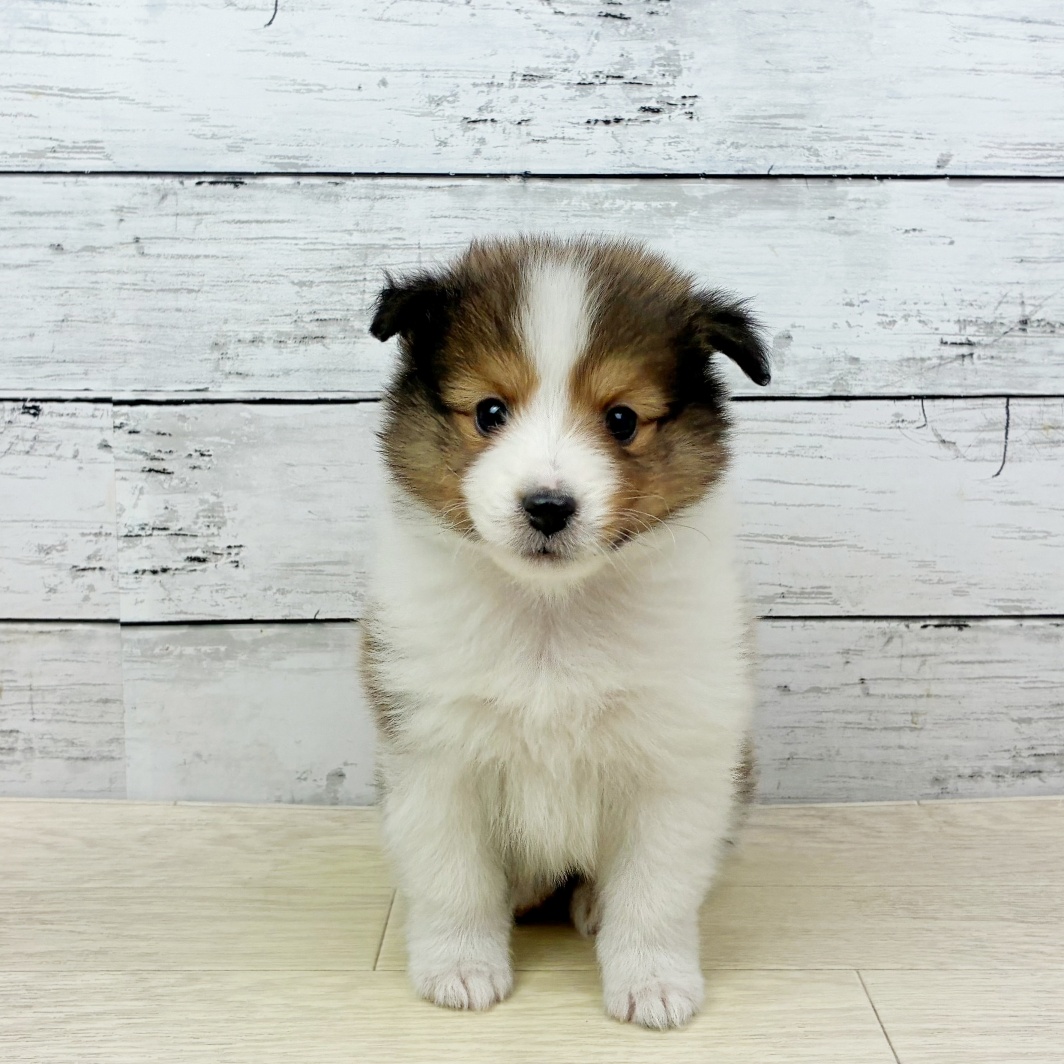 滋賀県のシェットランドシープドッグ (犬の家＆猫の里近江八幡店/2026年4月2日生まれ/女の子/セーブルホワイト)の子犬