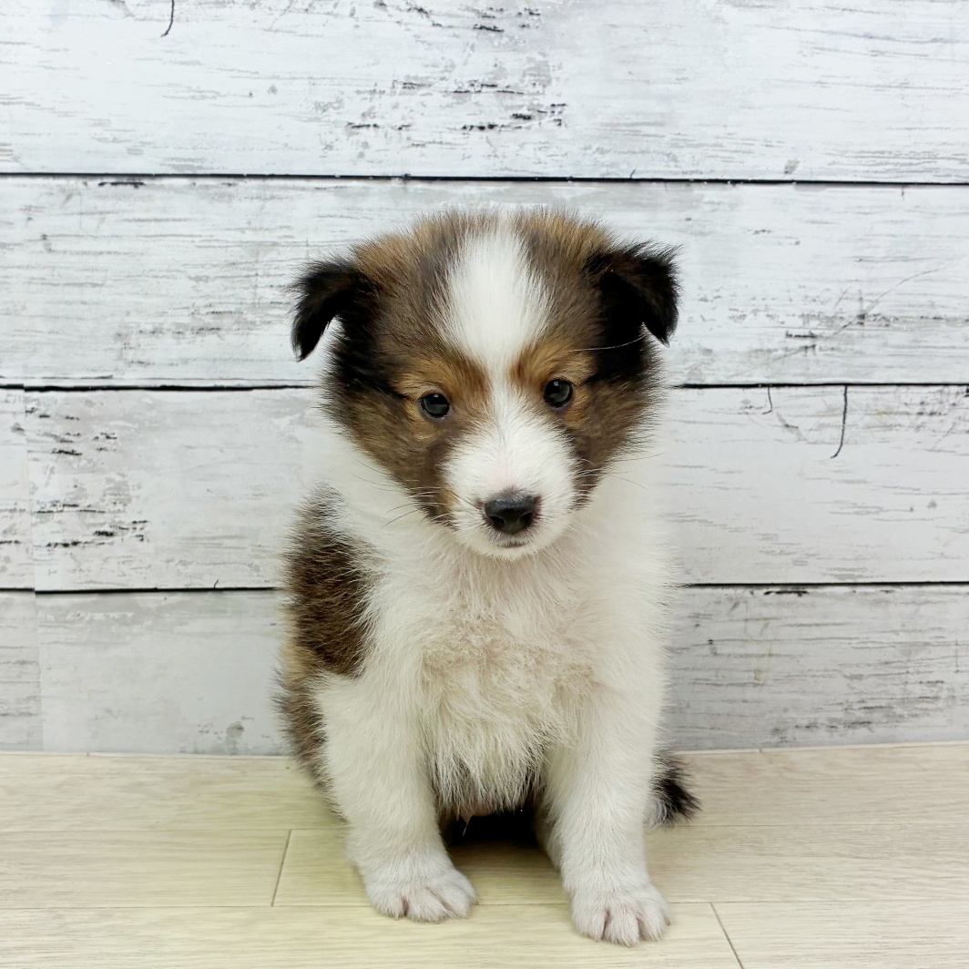 兵庫県のシェットランドシープドッグ (犬の家＆猫の里ゆめタウン姫路店/2026年4月2日生まれ/男の子/セーブルホワイト)の子犬