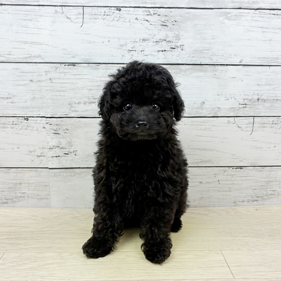 京都府のトイプードル(トイ) (犬の家＆猫の里京都精華店/2026年3月31日生まれ/女の子/ブラック)の子犬