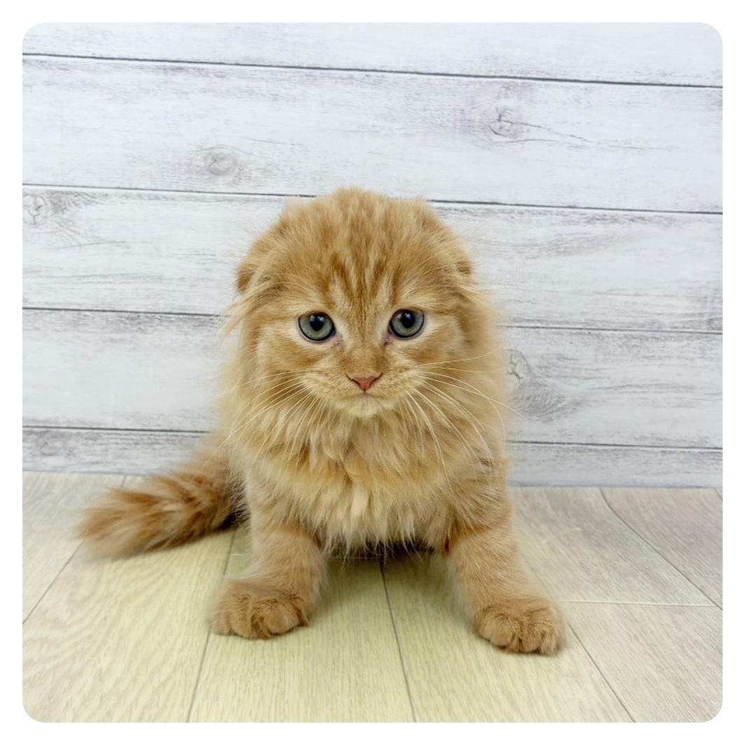 静岡県のスコティッシュフォールド (犬の家＆猫の里富士店/2026年3月27日生まれ/女の子/レッドタビー)の子猫