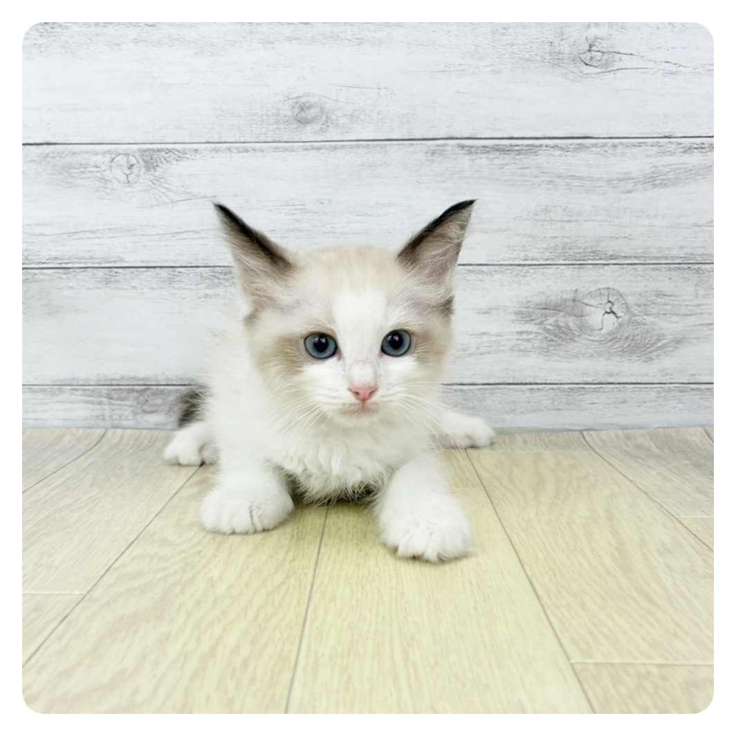 愛知県のラグドール (犬の家＆猫の里春日井本店/2026年3月28日生まれ/男の子/シールポイントバイカラー)の子猫