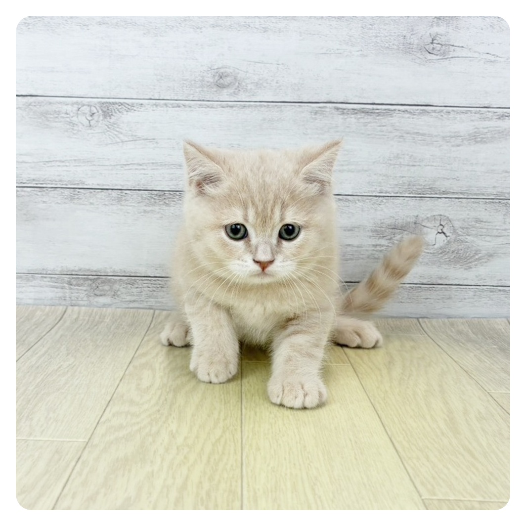 愛知県のスコティッシュフォールド (犬の家＆猫の里エアポートウォーク店/2026年3月30日生まれ/男の子/クリームタビー)の子猫の2枚目の画像