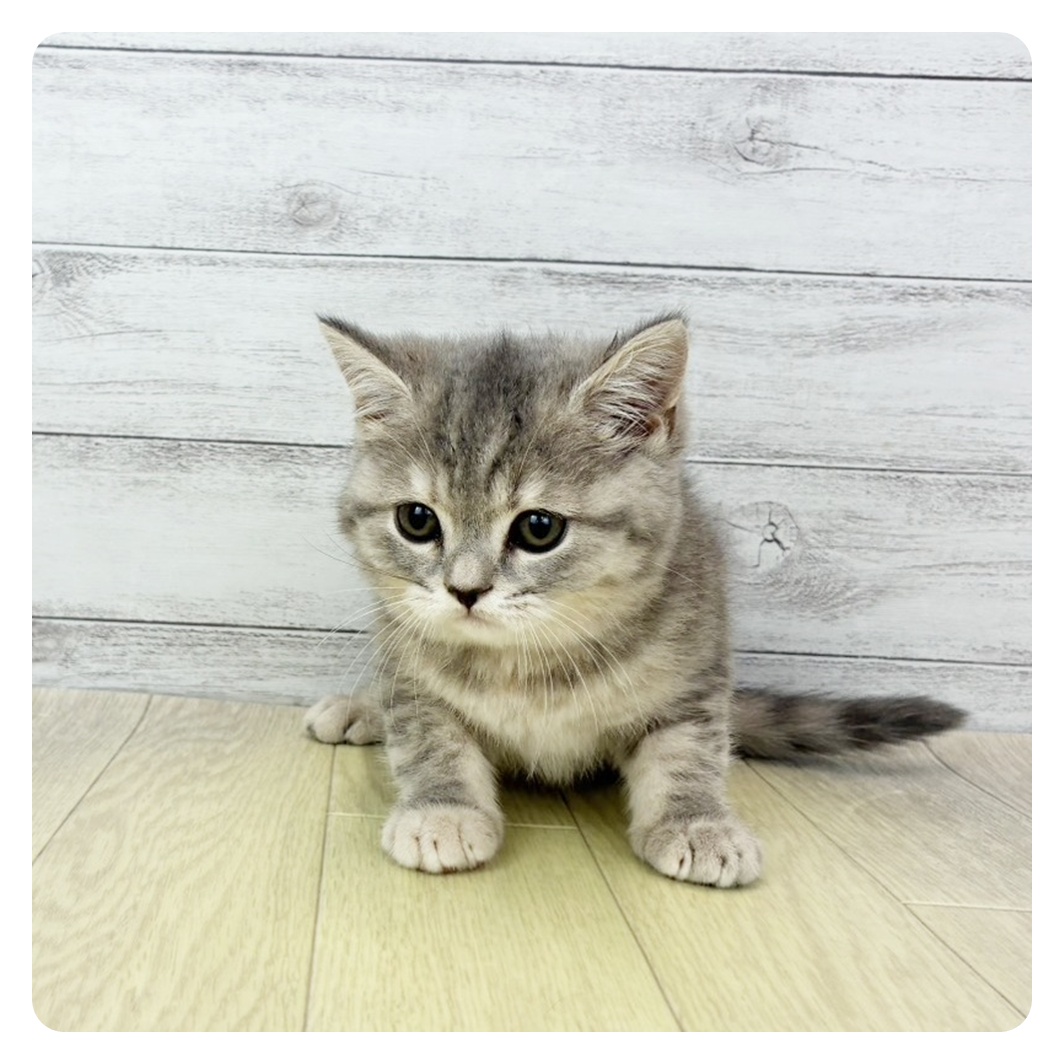 愛知県のスコティッシュフォールド (犬の家＆猫の里春日井本店/2026年3月30日生まれ/女の子/ブルーパッチドタビー)の子猫