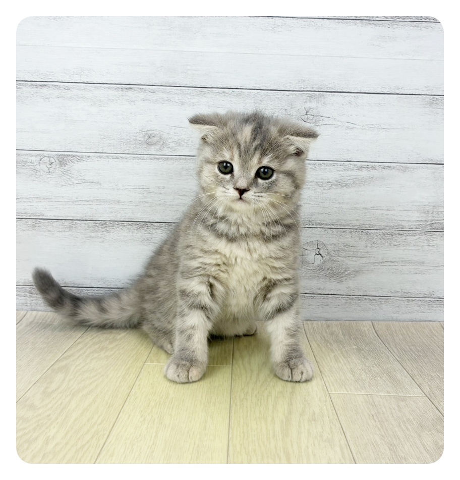 愛知県のスコティッシュフォールド (犬の家＆猫の里一宮店/2026年3月30日生まれ/女の子/ブルーパッチドタビー)の子猫の1枚目の画像