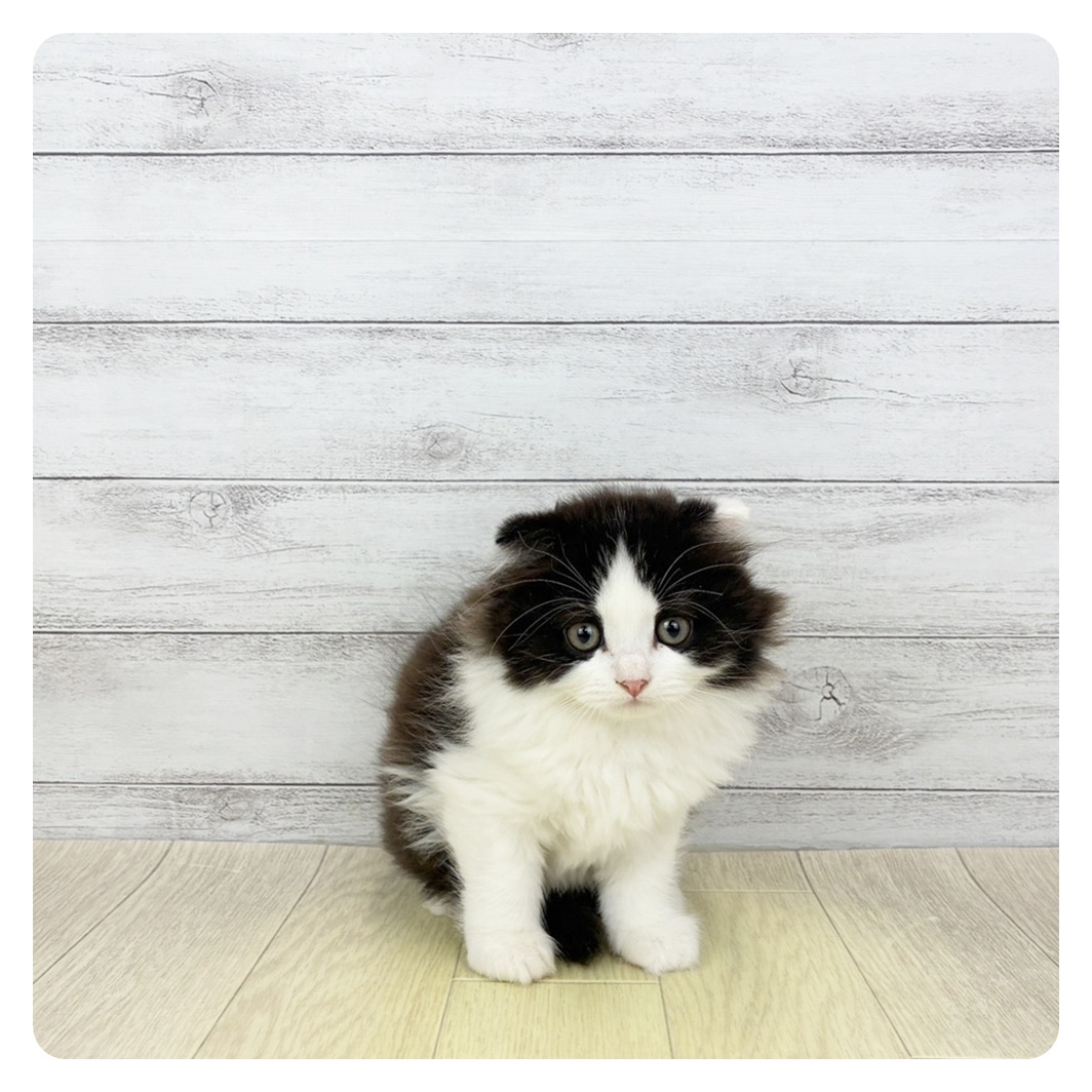 愛知県のスコティッシュフォールド (犬の家＆猫の里岡崎店/2026年4月3日生まれ/女の子/ブラックホワイト)の子猫