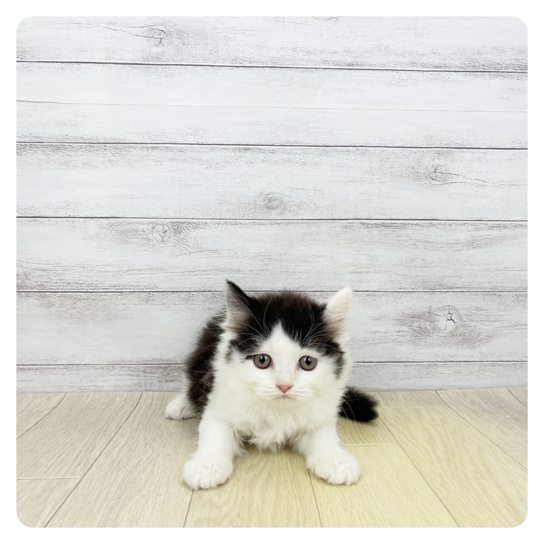 愛知県のスコティッシュストレート (犬の家＆猫の里春日井本店/2026年4月3日生まれ/女の子/ブラックホワイト)の子猫