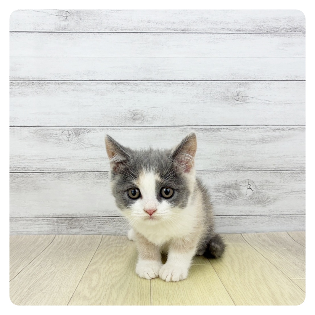 愛知県のスコティッシュストレート (犬の家＆猫の里春日井本店/2026年4月3日生まれ/女の子/ダイリュートキャリコ)の子猫