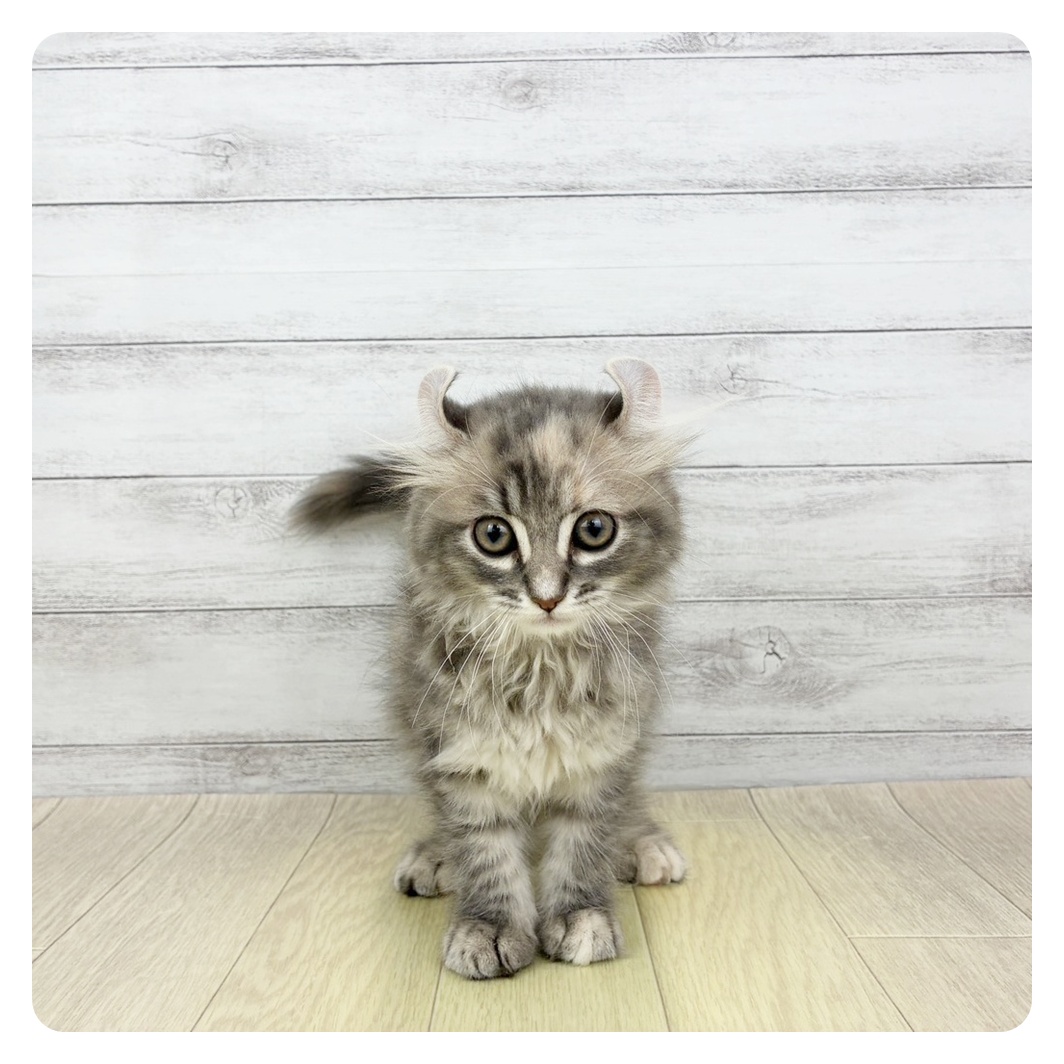 愛知県のキンカロー (犬の家＆猫の里一宮店/2026年4月3日生まれ/女の子/ブルーパッチドタビー)の子猫