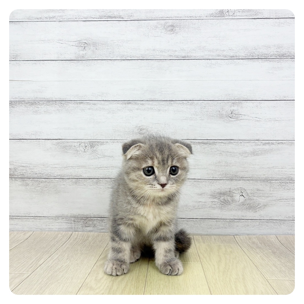 愛知県のスコティッシュフォールド (犬の家＆猫の里春日井本店/2026年3月28日生まれ/女の子/ブルーパッチドタビー)の子猫