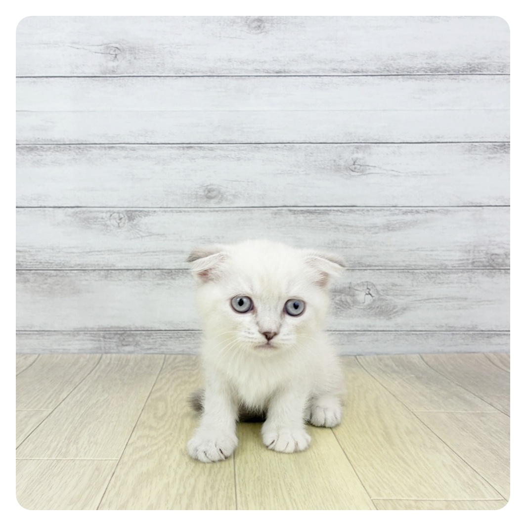 愛知県のスコティッシュフォールド (犬の家＆猫の里春日井本店/2026年4月3日生まれ/女の子/ブルークリームポイントホワイト)の子猫