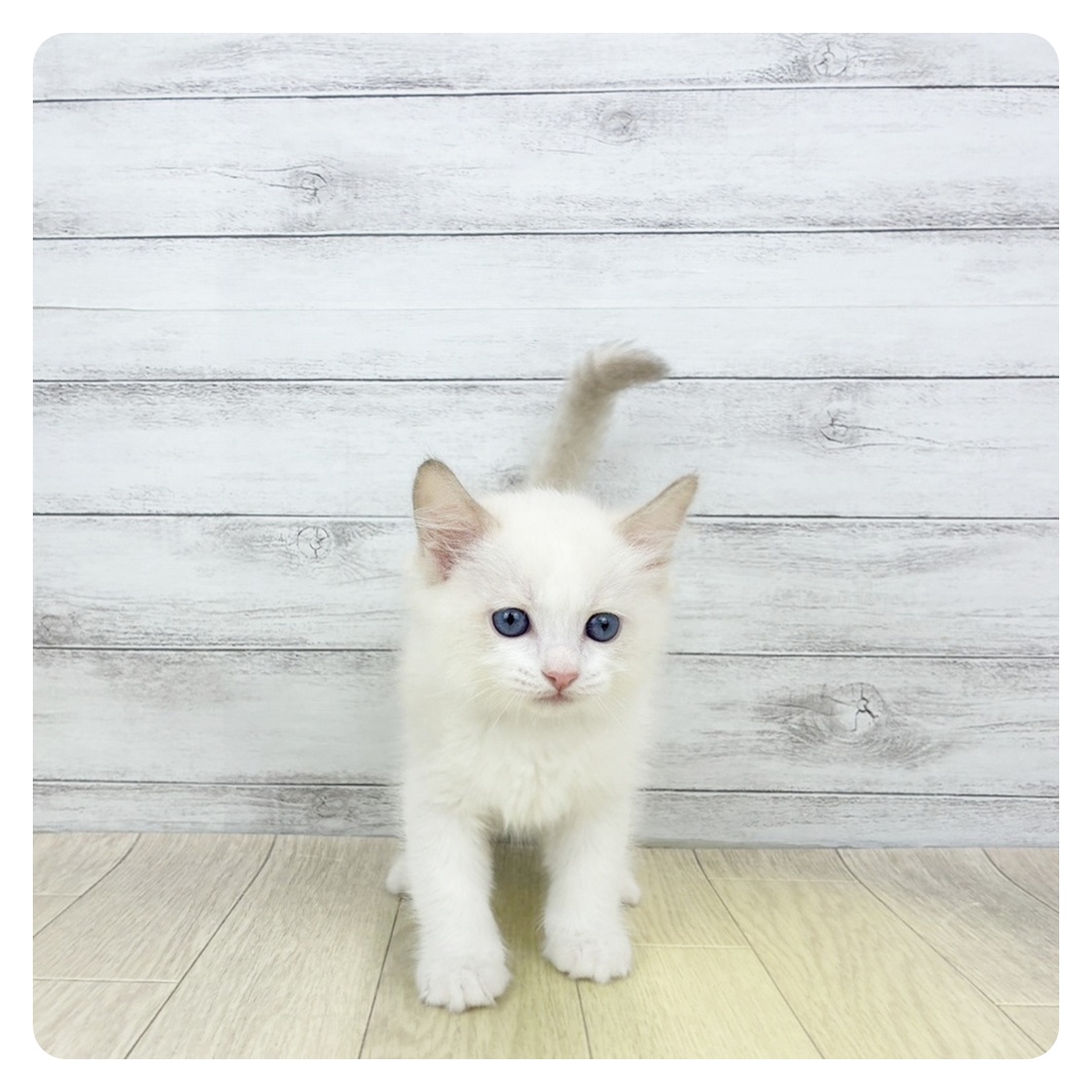 東京都のラグドール (犬の家＆猫の里新宿店/2026年4月3日生まれ/男の子/ブルーポイントバイカラー)の子猫