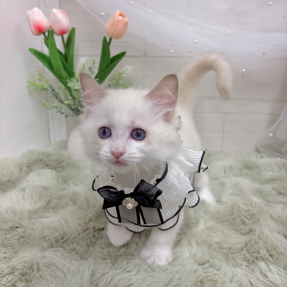 神奈川県のラグドール (犬の家＆猫の里相模原店/2026年4月3日生まれ/男の子/ブルーポイントバイカラー)の子猫の1枚目の画像