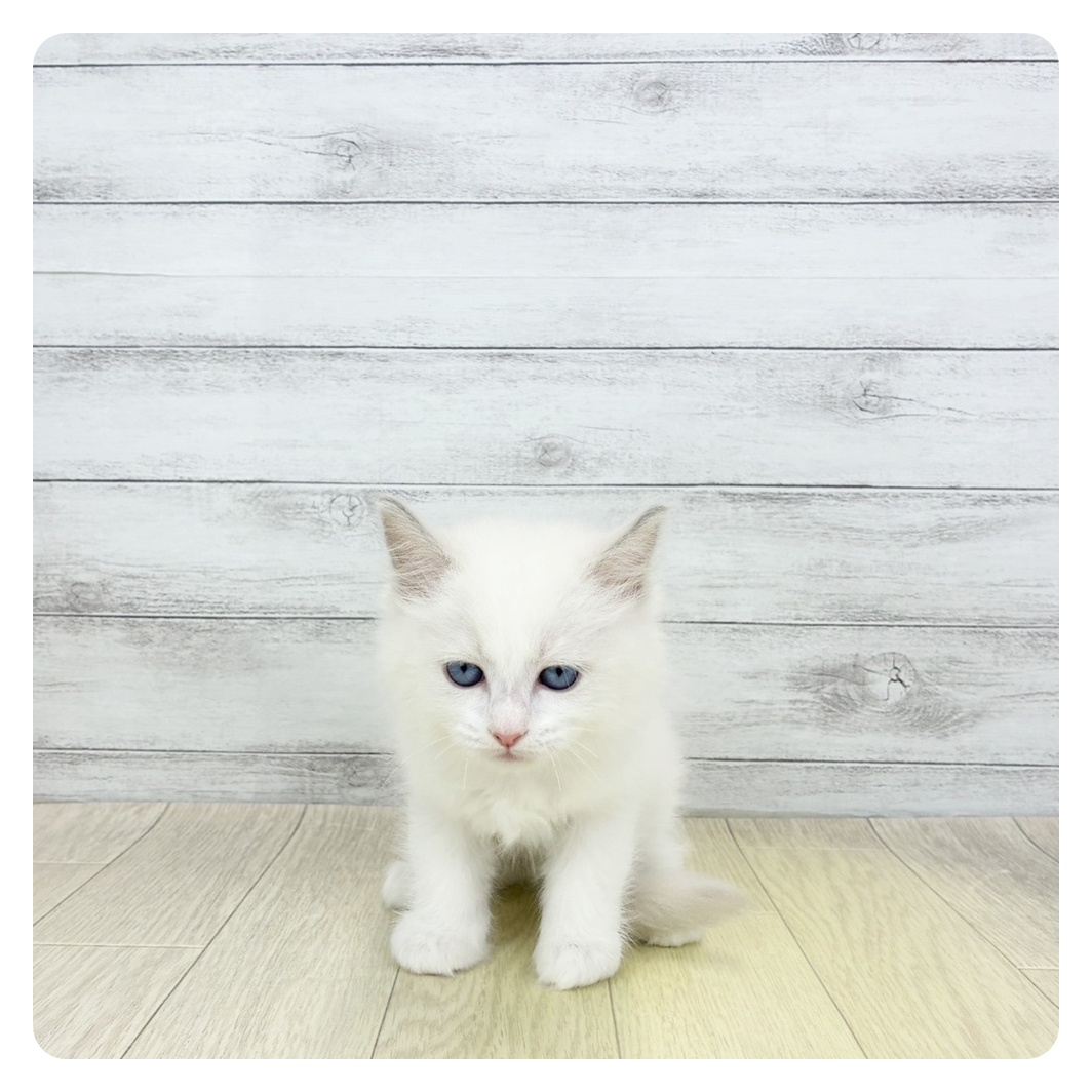 愛知県のラグドール (犬の家＆猫の里名古屋天白店/2026年4月3日生まれ/男の子/ブルーポイントバイカラー)の子猫の3枚目の画像