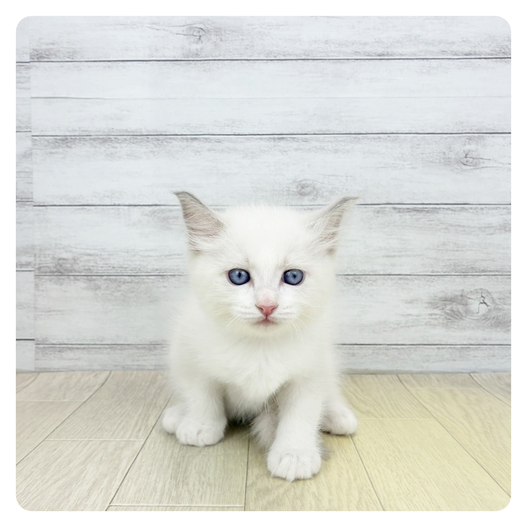 兵庫県のラグドール (犬の家＆猫の里ニッケパークタウン加古川店/2026年4月3日生まれ/男の子/ブルーポイントバイカラー)の子猫