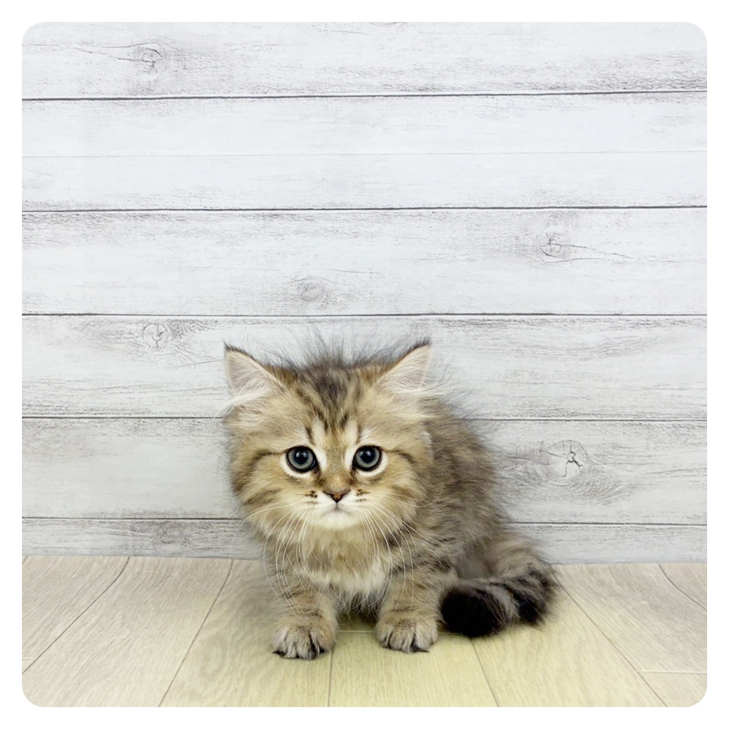 愛知県のペルシャ (犬の家＆猫の里岡崎店/2026年4月1日生まれ/女の子/チンチラゴールデン)の子猫