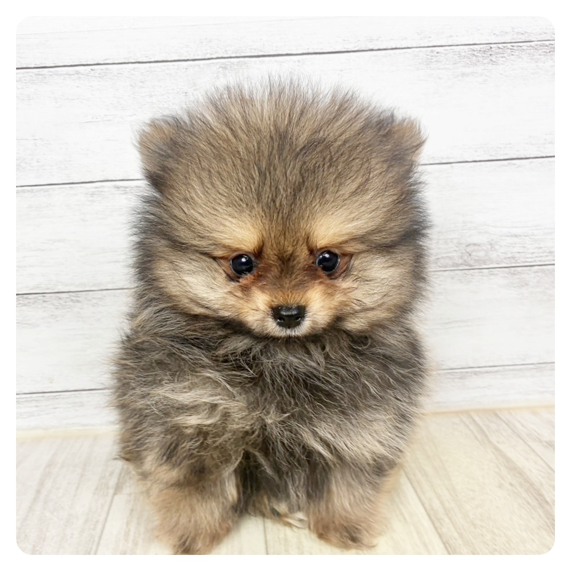 兵庫県のポメラニアン (犬の家＆猫の里川西店/2026年3月26日生まれ/男の子/オレンジセーブル)の子犬