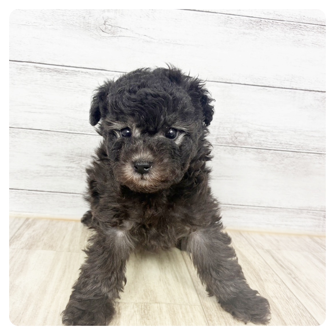 兵庫県のトイプードル(タイニー) (犬の家＆猫の里尼崎店/2026年4月4日生まれ/男の子/グレー)の子犬の4枚目の画像