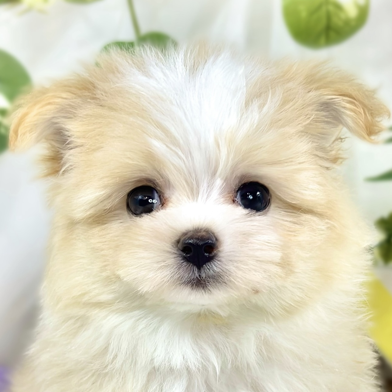 ハーフ犬女の子の写真