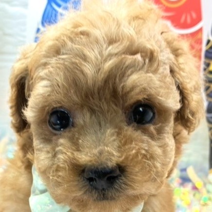 愛知県のトイプードル(トイ) (犬の家＆猫の里春日井本店/2026年4月4日生まれ/男の子/レッドフォーン)の子犬