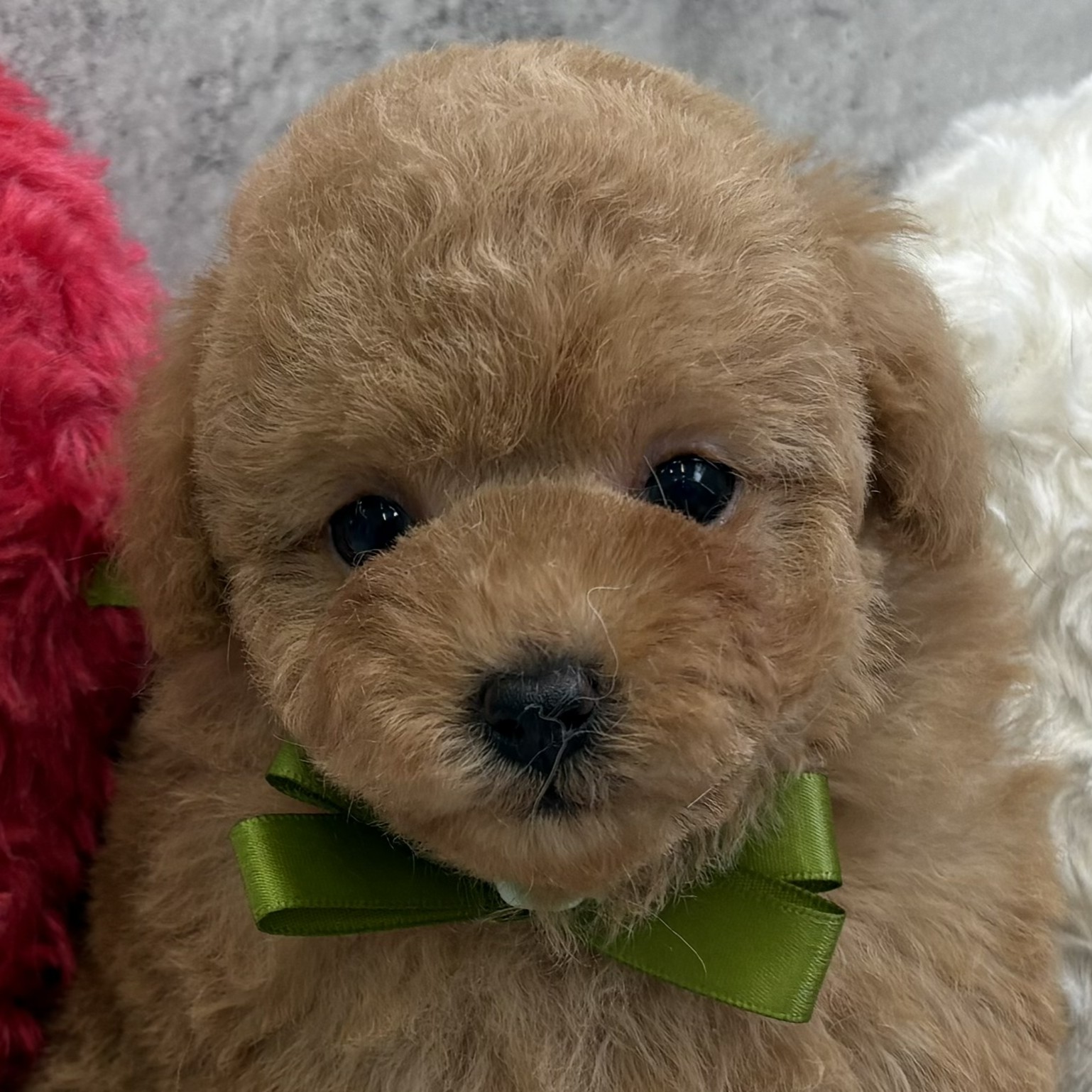 愛知県のトイプードル(トイ) (犬の家＆猫の里春日井本店/2026年4月5日生まれ/男の子/オレンジフォーン)の子犬