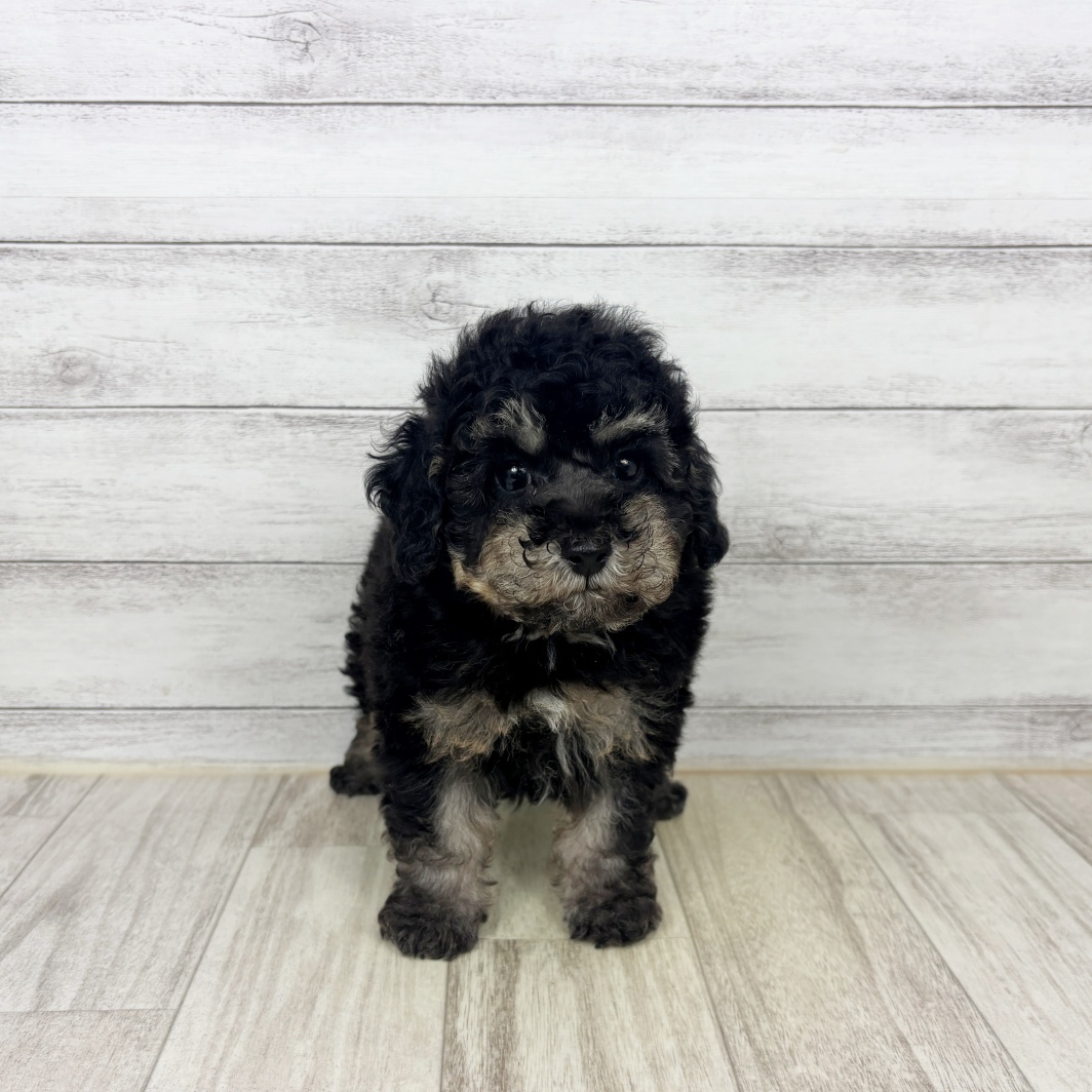 兵庫県のトイプードル(トイ) (犬の家＆猫の里川西店/2026年4月4日生まれ/男の子/グレーホワイト)の子犬