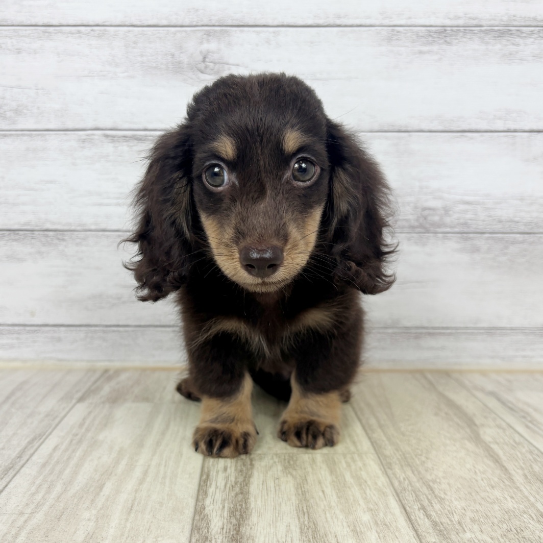 兵庫県のミニチュアダックスフンド(ロング) (犬の家＆猫の里川西店/2026年4月1日生まれ/男の子/チョコレートタン)の子犬