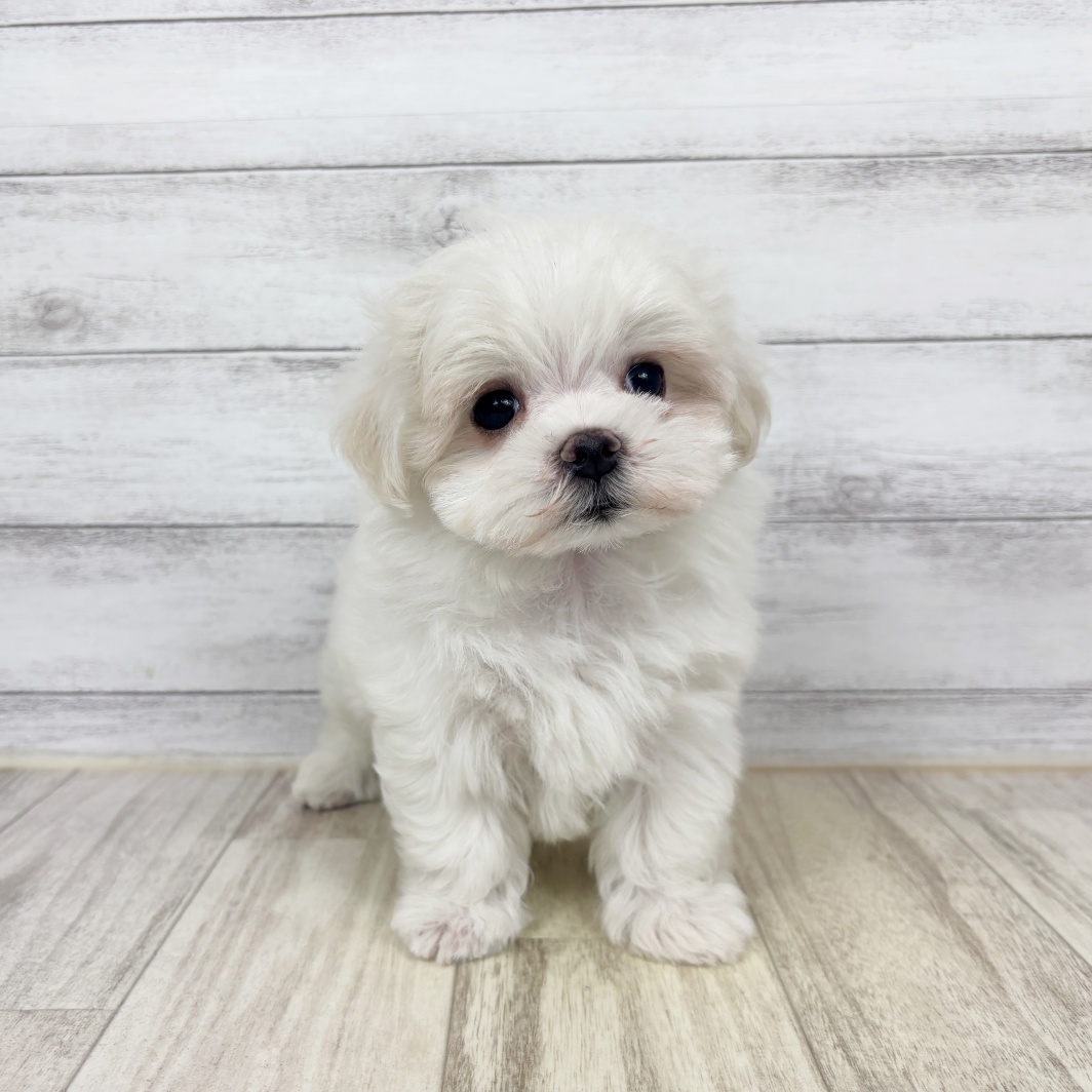 兵庫県のマルチーズ (犬の家＆猫の里神戸店/2026年4月4日生まれ/女の子/ホワイト)の子犬