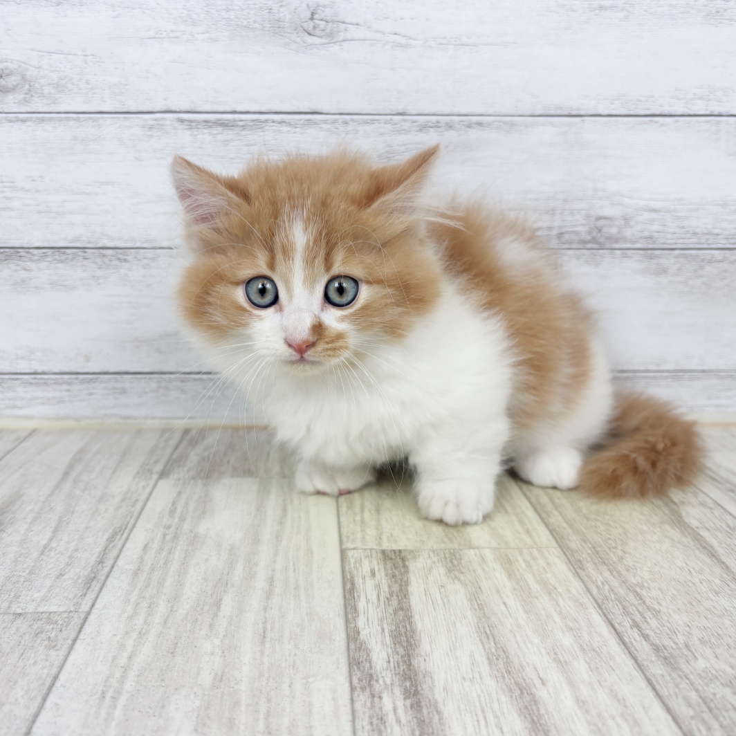 兵庫県のマンチカン (犬の家＆猫の里川西店/2026年3月31日生まれ/男の子/レッドタビーホワイト)の子猫