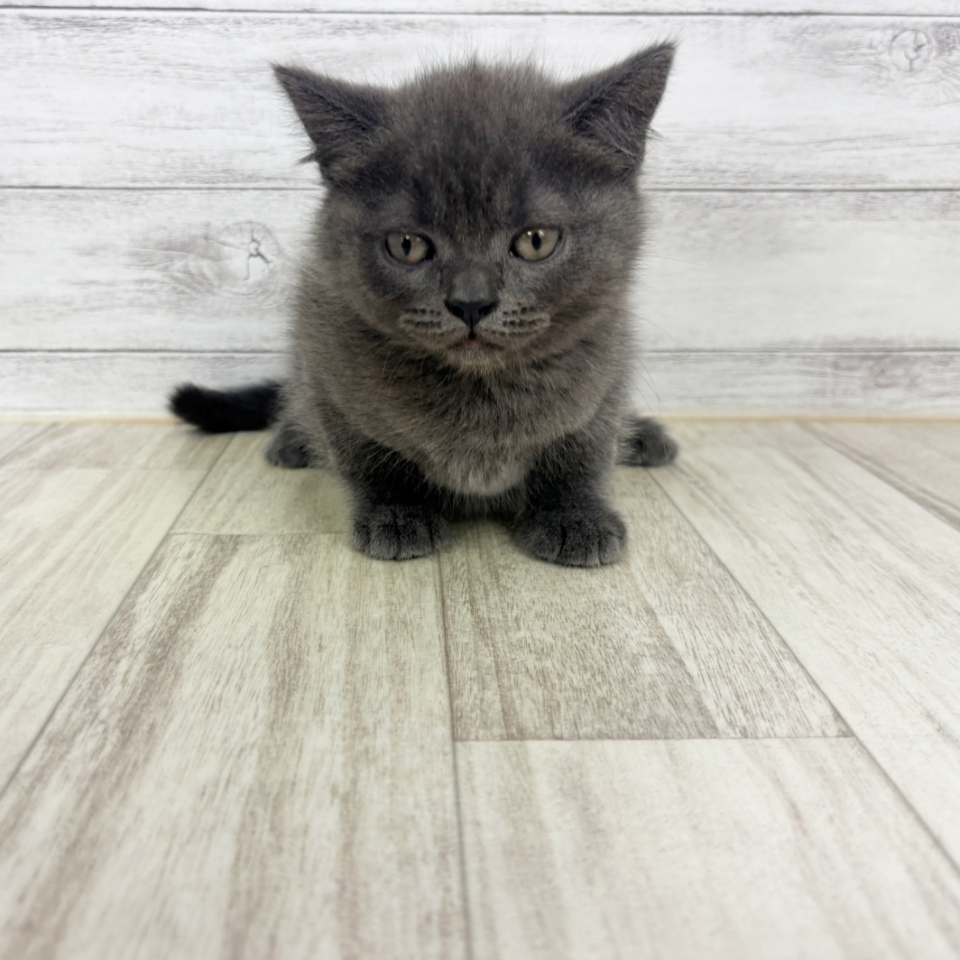 兵庫県のブリティッシュショートヘアー (犬の家＆猫の里神戸店/2026年3月29日生まれ/男の子/ブルー)の子猫