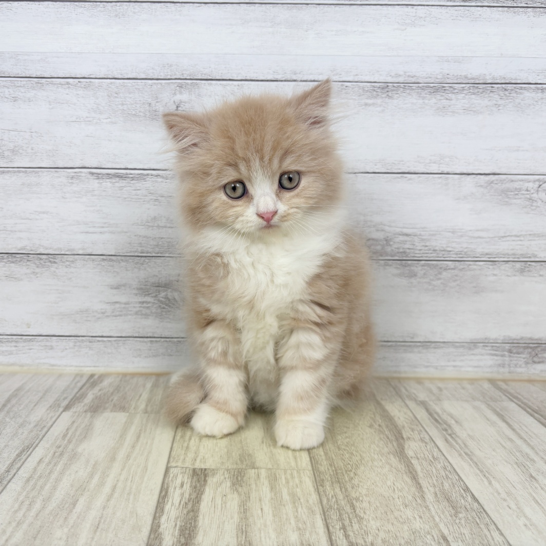 兵庫県のスコティッシュストレート (犬の家＆猫の里川西店/2026年4月1日生まれ/男の子/クリームタビーホワイト)の子猫