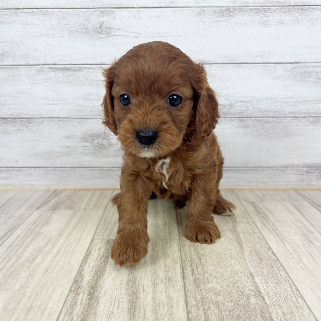 兵庫県のキャバプー(キャバリア×プードル) (犬の家＆猫の里川西店/2026年4月4日生まれ/女の子/レッド)の子犬