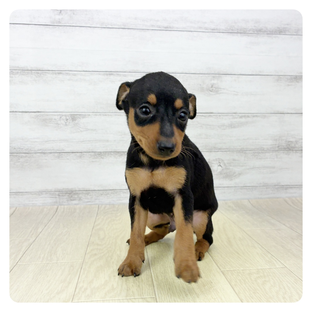 愛知県のミニチュアピンシャー (犬の家＆猫の里春日井本店/2026年4月4日生まれ/男の子/ブラックタン)の子犬