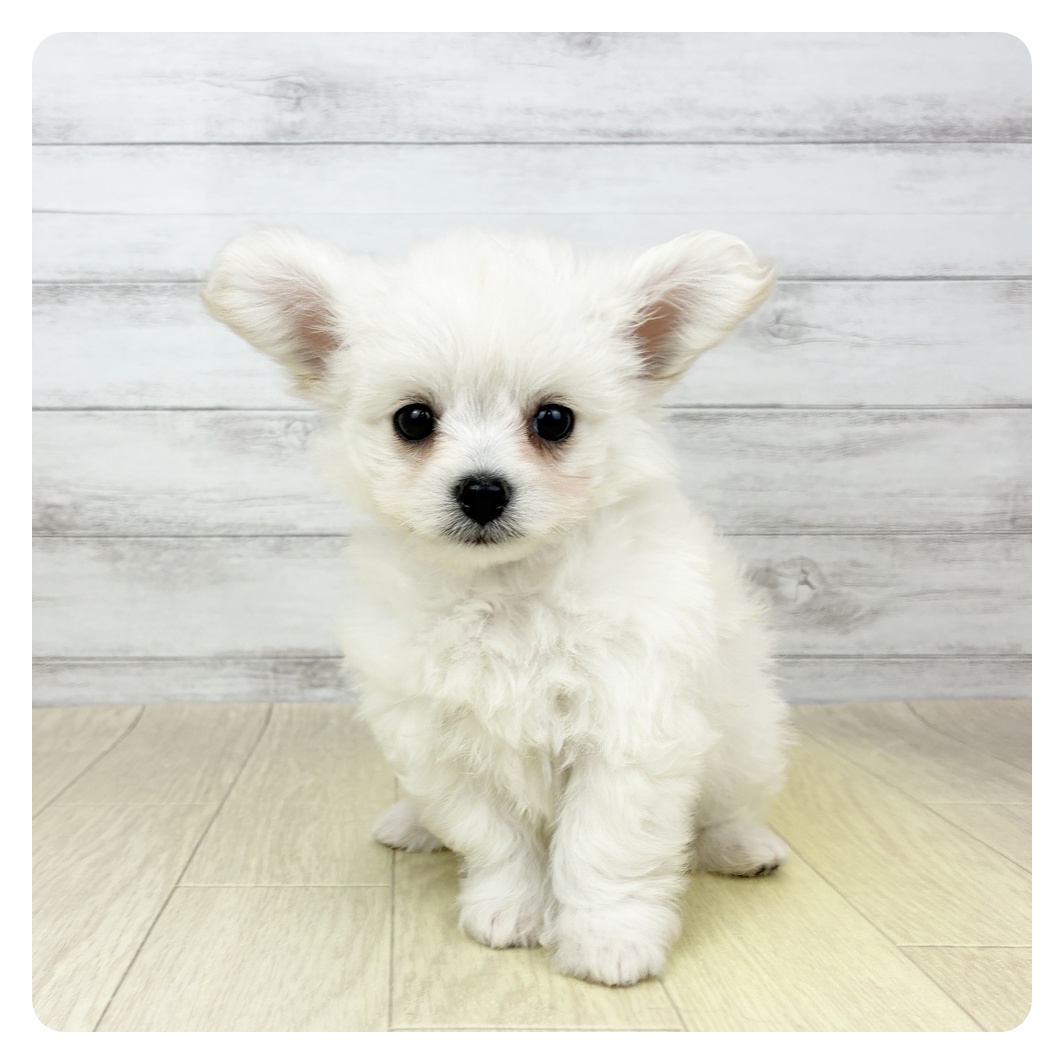 愛知県のハーフ犬・ミックス犬 (犬の家＆猫の里春日井本店/2026年4月3日生まれ/男の子/クリーム)の子犬