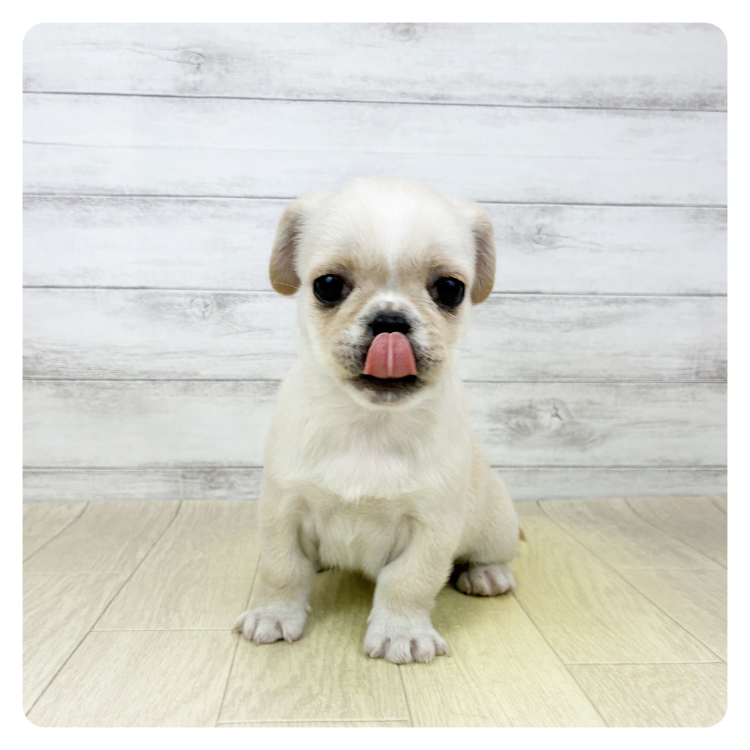愛知県のハーフ犬・ミックス犬 (犬の家＆猫の里春日井本店/2026年4月3日生まれ/女の子/クリームホワイト)の子犬