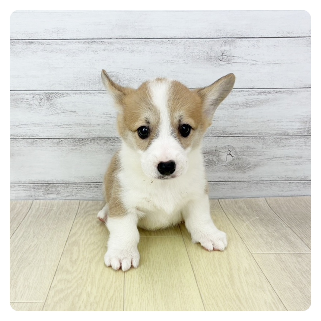 大阪府のウェルシュコーギーペンブローク (犬の家＆猫の里吹田店/2026年4月4日生まれ/女の子/レッドホワイト)の子犬