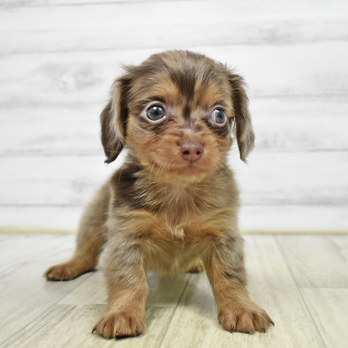 ハーフ犬男の子の写真