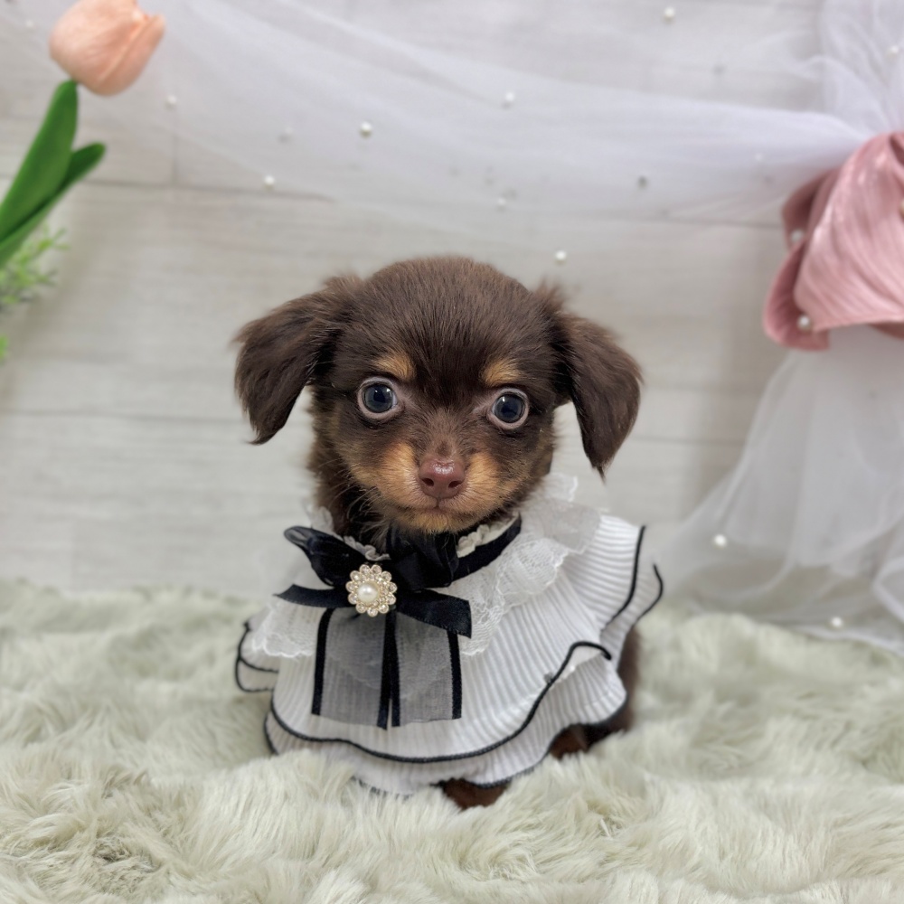 神奈川県のチワックス(チワワ×ダックス) (犬の家＆猫の里相模原店/2026年4月7日生まれ/男の子/チョコレートタン)の子犬の1枚目の画像
