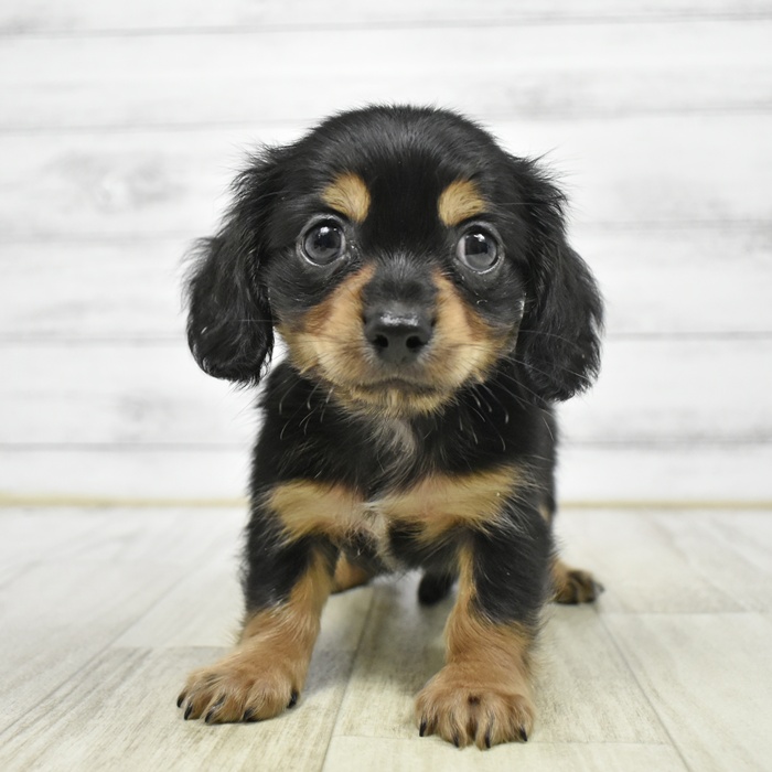 千葉県のチワックス(チワワ×ダックス) (犬の家＆猫の里ワンズモール稲毛店/2026年4月5日生まれ/男の子/ブラックタン)の子犬
