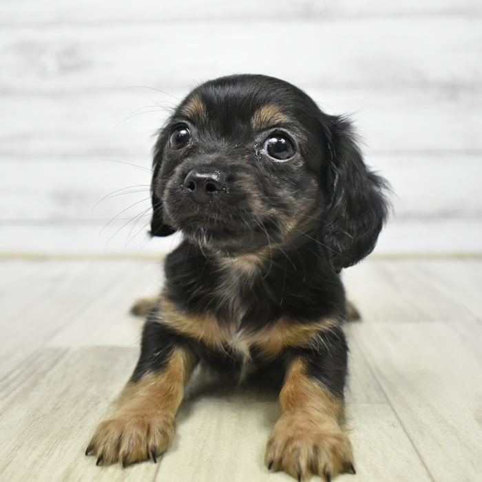石川県のチワックス(チワワ×ダックス) (犬の家＆猫の里アミーゴ金沢おこばた店/2026年4月5日生まれ/女の子/ブラックタン)の子犬