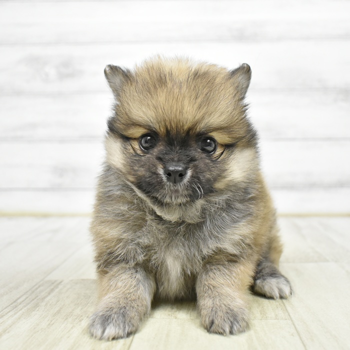 ハーフ犬男の子の写真