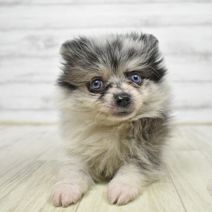 千葉県のポメラニアン (犬の家＆猫の里BIGHOPガーデンモール印西店/2026年4月4日生まれ/男の子/ブルーマール)の子犬