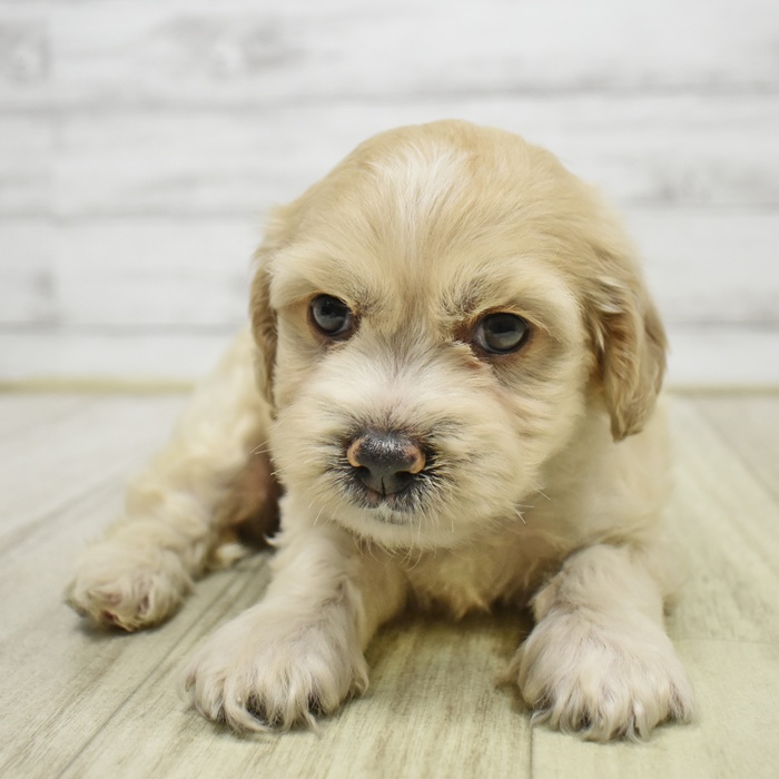 愛知県のハーフ犬・ミックス犬 (犬の家＆猫の里安城店/2026年3月28日生まれ/男の子/クリームホワイト)の子犬