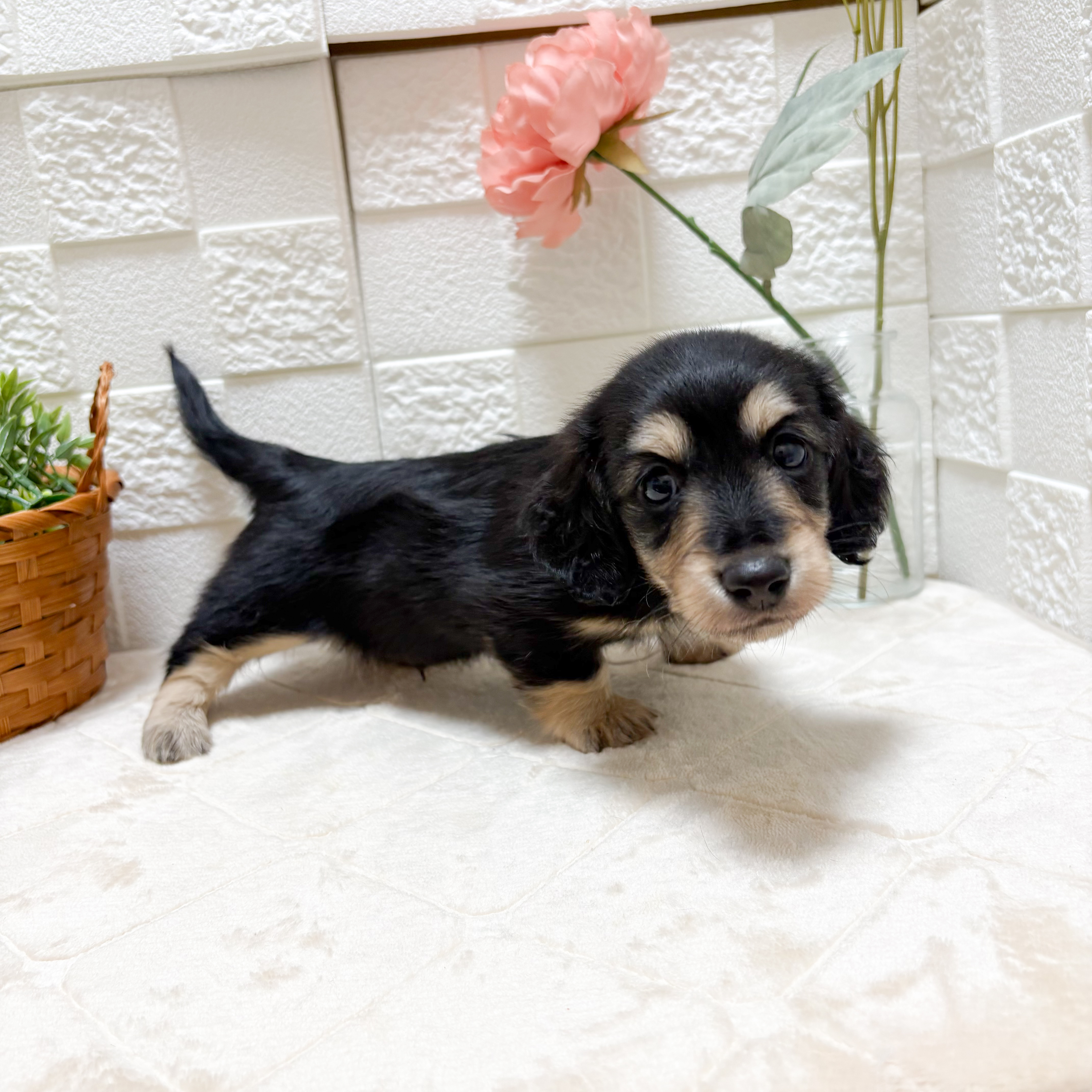東京都のミニチュアダックスフンド(ロング) (犬の家＆猫の里ペットフォレスト小平店/2026年4月4日生まれ/男の子/ブラックタン)の子犬の1枚目の画像