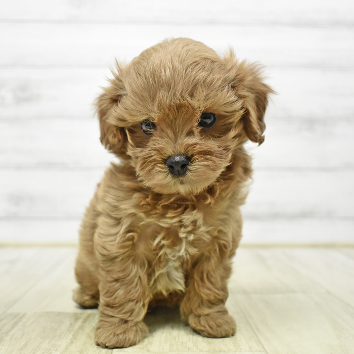 ハーフ犬男の子の写真
